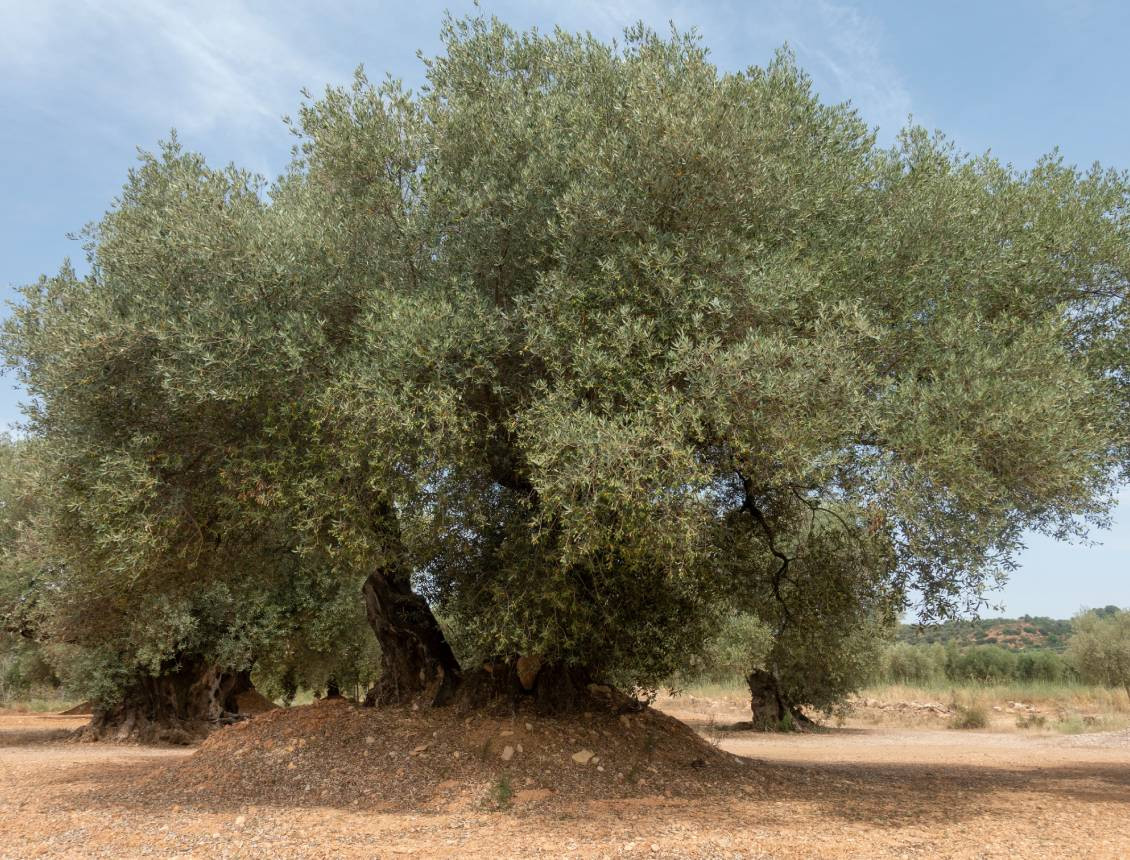 media.puntaest-olivastri